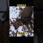 次回予告「鹿捕獲」#鹿#狩猟#忍び猟