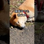 柴犬コロ LIVE配信予告🐕 #柴犬コロ #live配信 #ライブ配信 #おもしろ #かわいい #funny #shibainu #dog