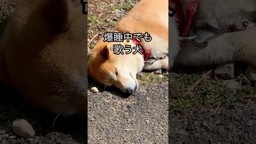 柴犬コロ LIVE配信予告🐕 #柴犬コロ #live配信 #ライブ配信 #おもしろ #かわいい #funny #shibainu #dog