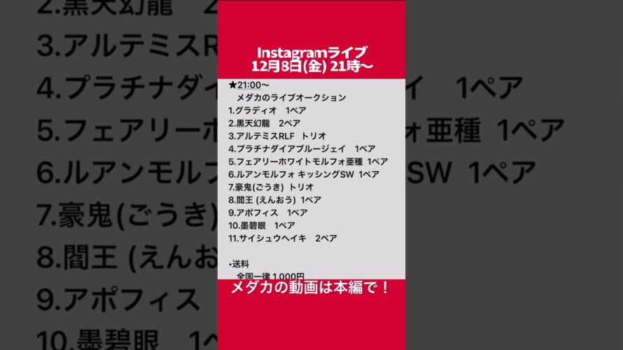 12/8★Instagramライブ予告★めだかの動画は本編で！