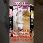 ～予告～ レロレロする かわちぃ エラいが 口癖の 断捨離する 霊媒師 ヒスねこ様#なんやねん#ダル#エライ#かわちぃ#楽しそう#ヒス#ネコっぷり#メンヘラ#キショイ#中二病#GW#春休み#夏休み#冬