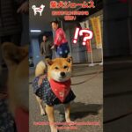 #ショート 次回予告！岩国の初競りでハプニング続出だワン！～Shiba inu james by kyoto～ #dog #柴犬 #嵐山の柴犬ジェームス