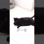 【予告】先に伝えて相手を翻弄させようとするクロネコがこちらです。How to win rock, paper, scissors✊【ねこ Cat】