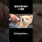 【予告】今こういうのをつくっています  #ポメラニアン #琥珀