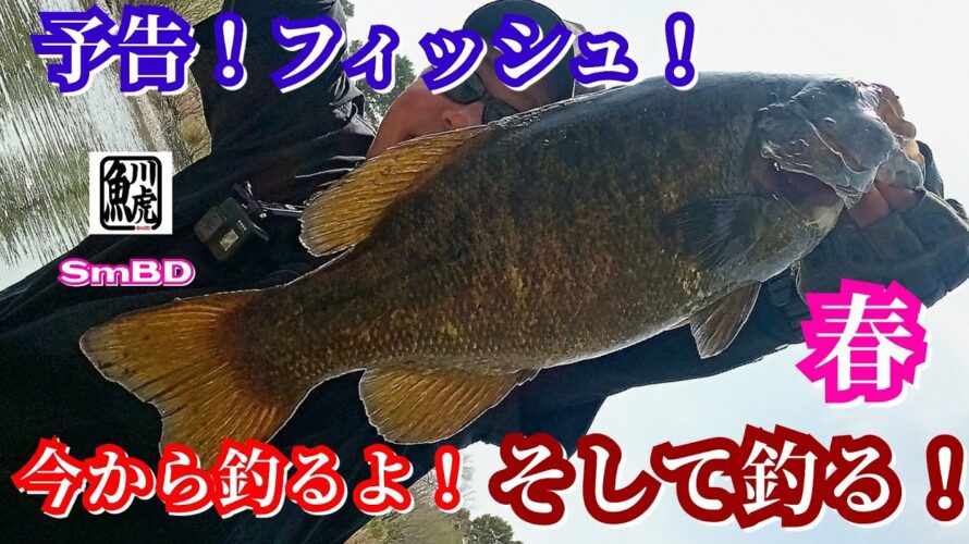 yasu 予告フィッシュ!【川バス釣り】スモールマウスバス2025年4月