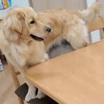 予告【切り抜き】長生きしたいと思わない生き方。